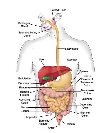 diseases of the digestive system